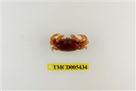 藏品(四角丑招潮蟹)的圖片